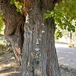 Casale Dal Moro 别墅